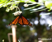 25 Tips for Going Green